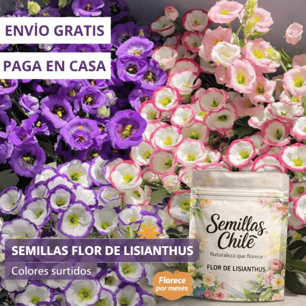 🌿Semillas Flor de LISIANTHUS 💖🔥1 paquete - 100 semillas Aprox. (3 gr.)